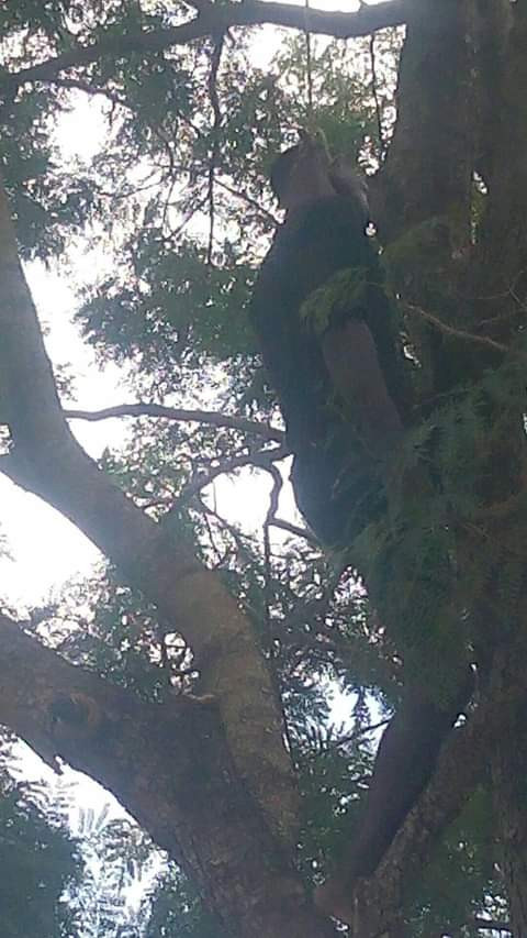 suicide in Benue State