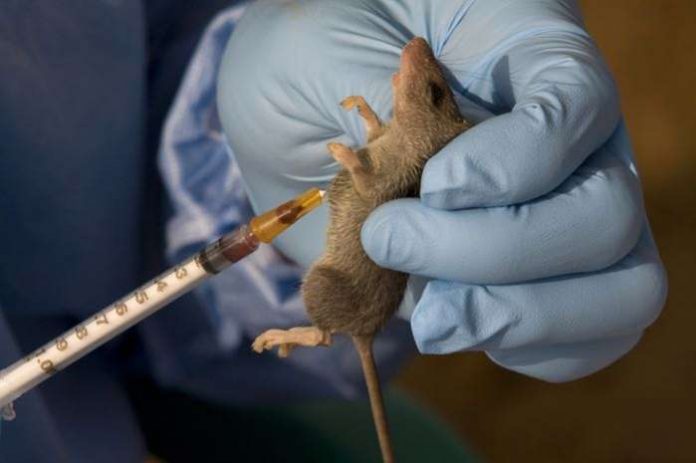 Ondo State Government has distributed 10,000 rat poisons to residents of Ogbese in Akure North to kill rats in the community to curb the spread of Lassa fever. Ondo State Government has distributed 10,000 rat poisons to residents of Ogbese in Akure North to kill rats in the community to curb the spread of Lassa fever.