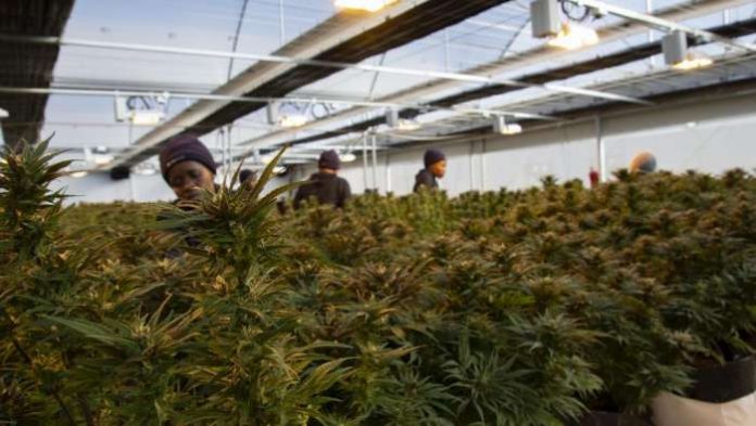 Lesotho start-up MG Health has become the first African cannabis-grower to win European Union permission to export cannabis flower for medicinal use - which can range from relieving chronic pain to treating spasms caused by multiple sclerosis. Lesotho start-up MG Health has become the first African cannabis-grower to win European Union permission to export cannabis flower for medicinal use - which can range from relieving chronic pain to treating spasms caused by multiple sclerosis.