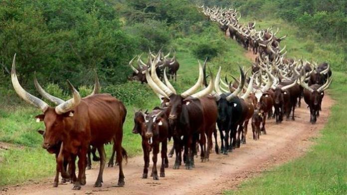The Northern Governors Forum says the current system of open grazing, operated by herders in the country, is no longer sustainable. The Northern Governors Forum says the current system of open grazing, operated by herders in the country, is no longer sustainable.