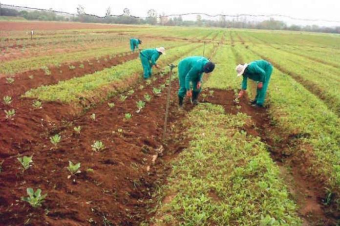 The Central Bank of Nigeria (CBN), said more than one million smallholders farmers had access to finance through its Anchor Borrowers Programme. The Central Bank of Nigeria (CBN), said more than one million smallholders farmers had access to finance through its Anchor Borrowers Programme.